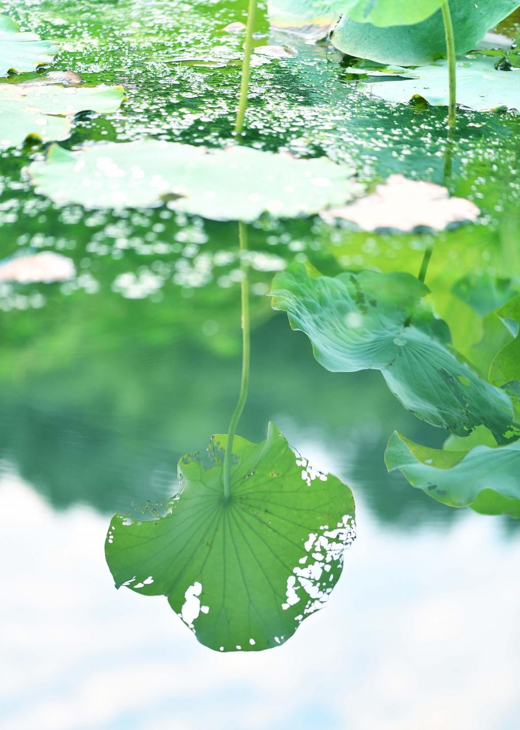 清新迷人的ppt背景图