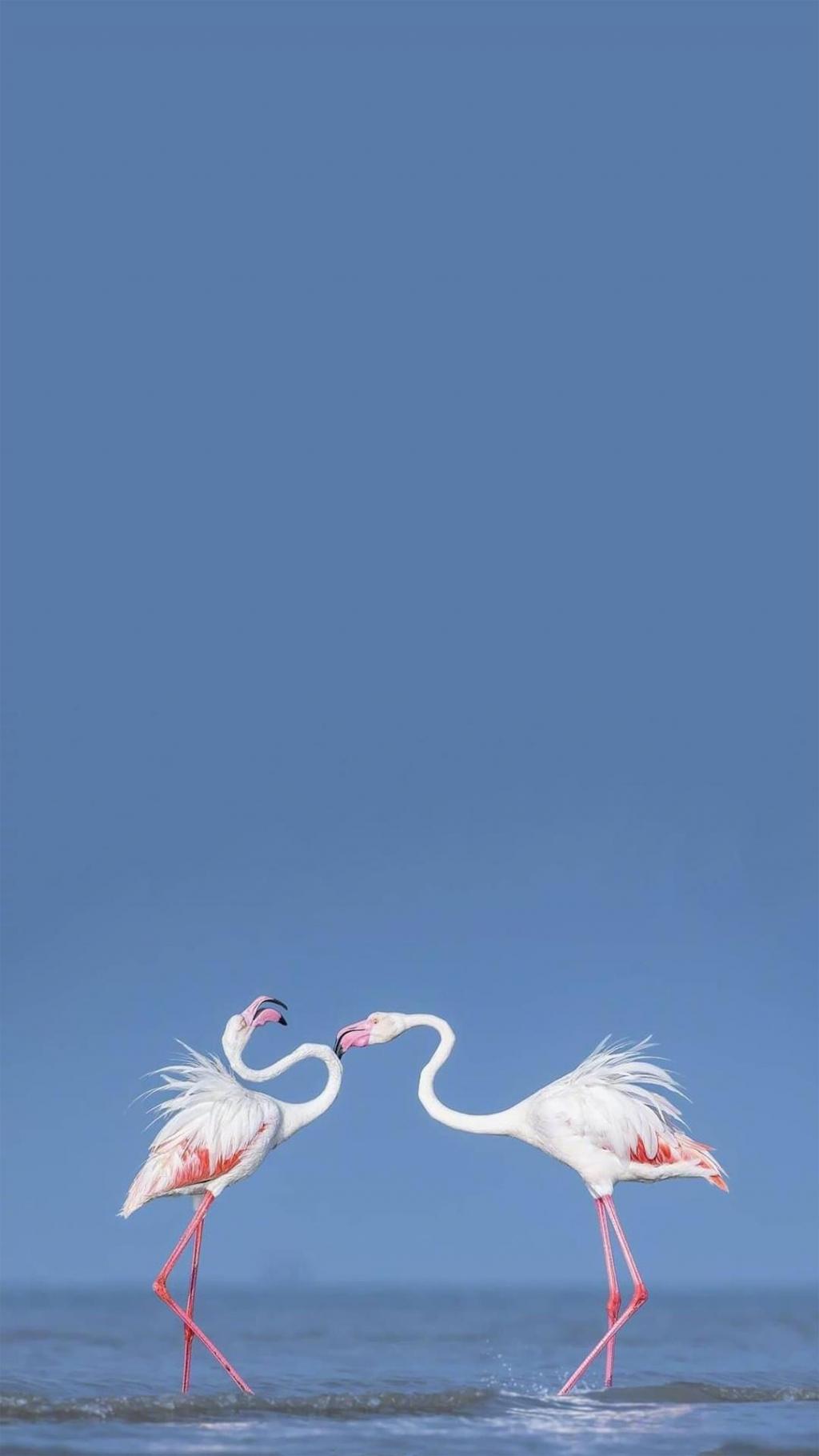 北欧小清新火烈鸟微距摄影