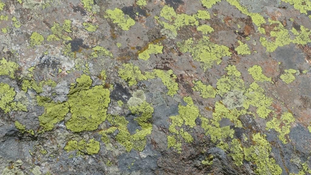 绿色苔藓植物图片