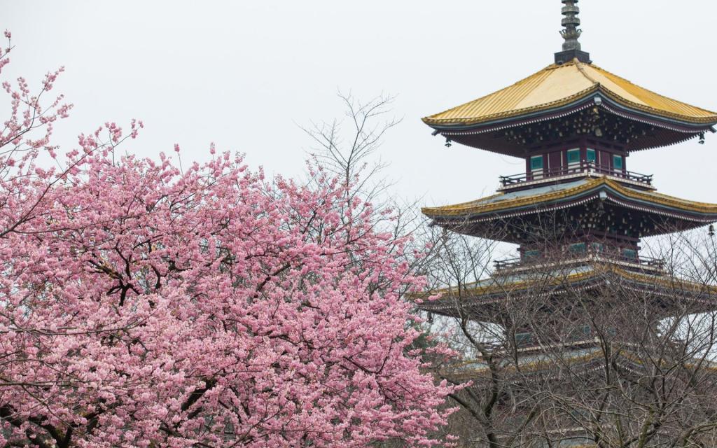 武汉东湖樱园樱花迎来盛开期