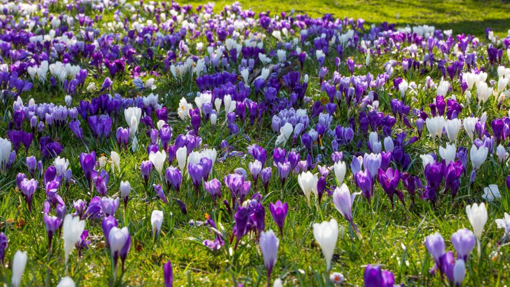 姹紫嫣红的藏红花