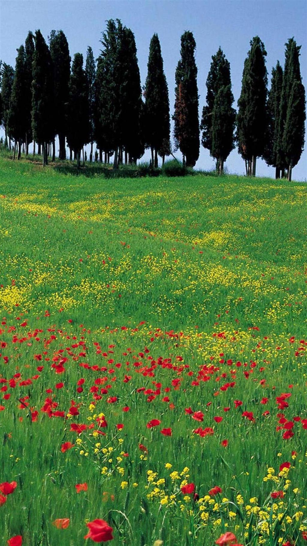 绿野阳光花海美景