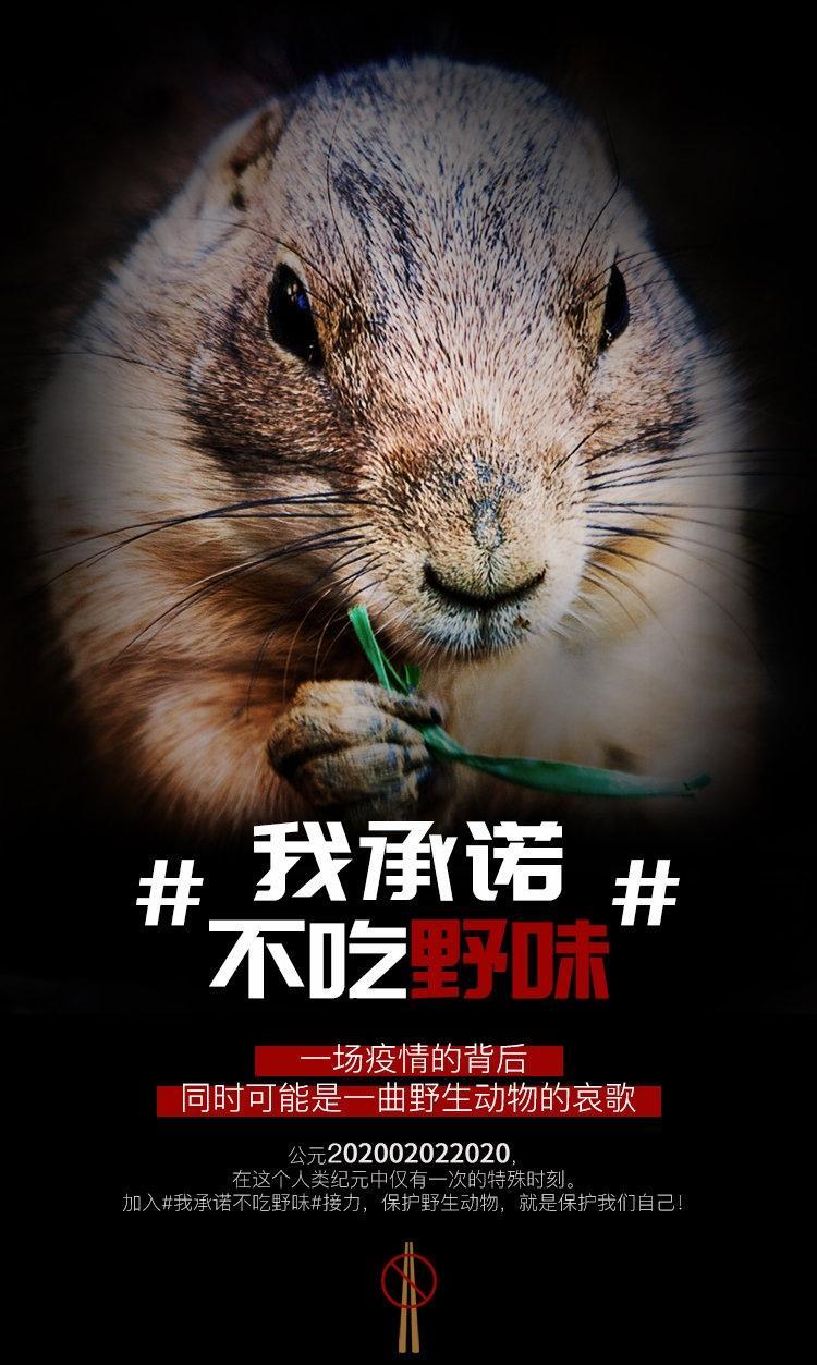 我承诺不吃野味