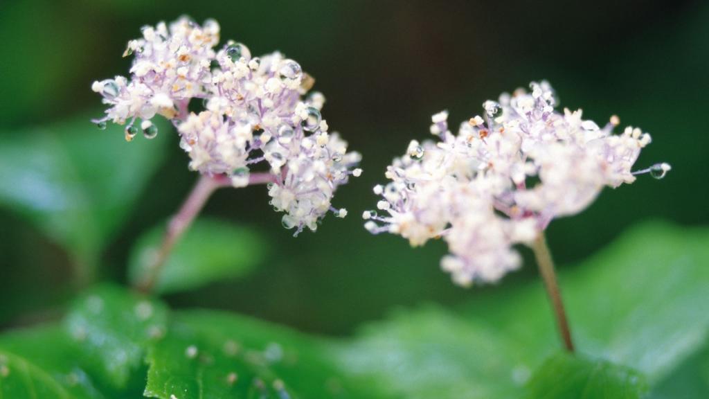 好看的白色野花