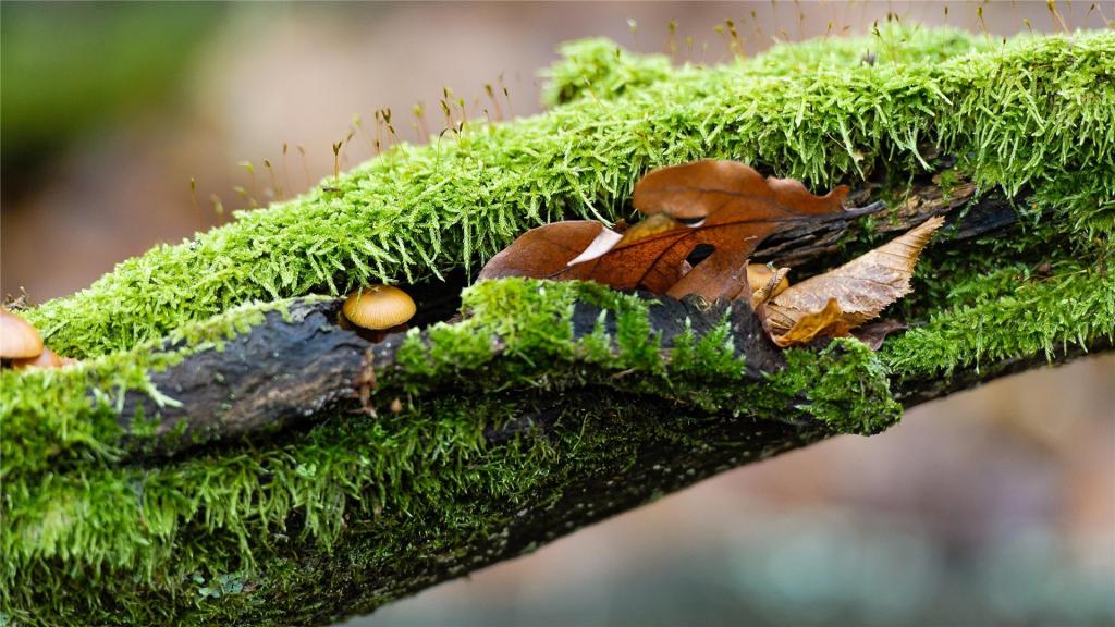 小清新养眼苔藓ppt背景