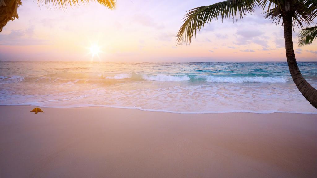 5k海滩椰树高清唯美风景