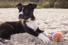 可爱汪星人花样卖萌