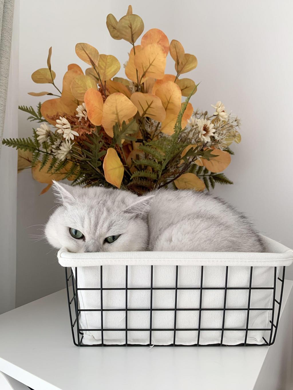 花篮里呆萌可爱的猫