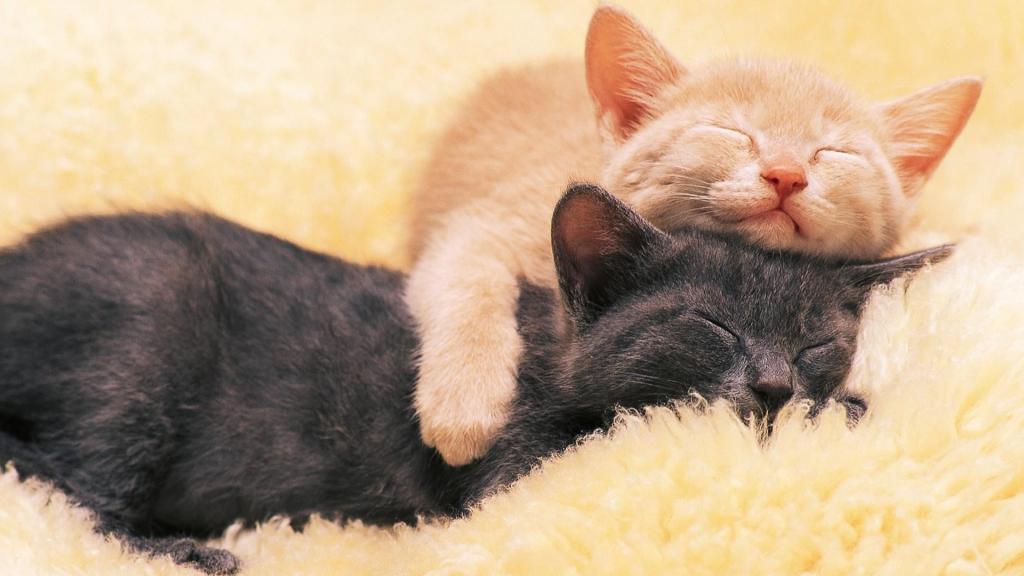 动物世界精美摄影