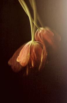 唯美暗色调花朵光影拍摄-1