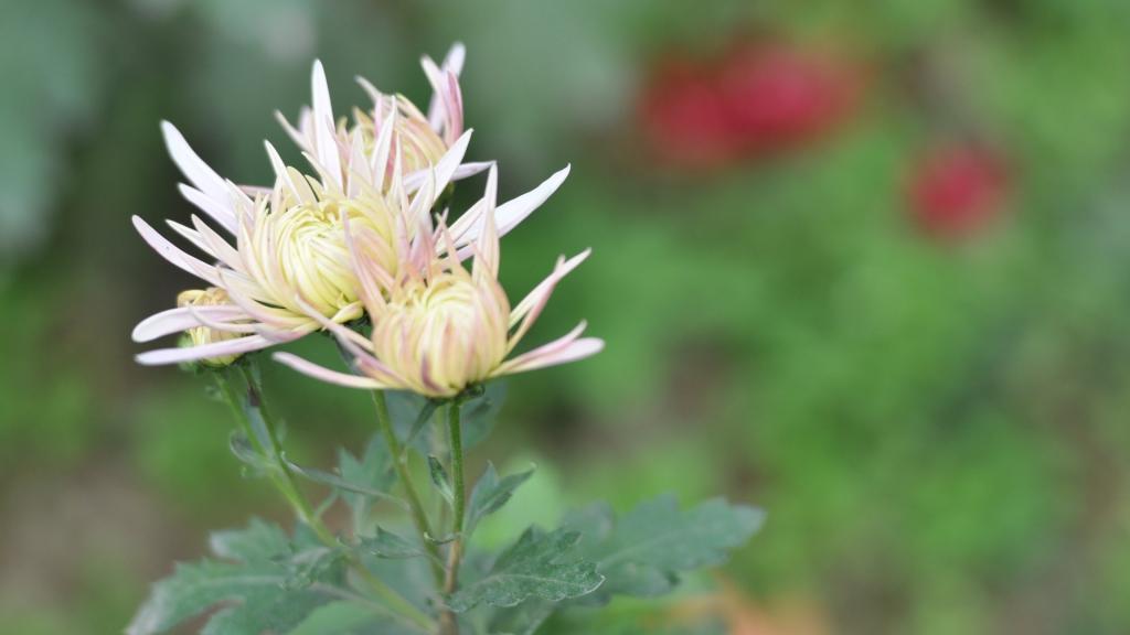 花园里盛开的鲜花
