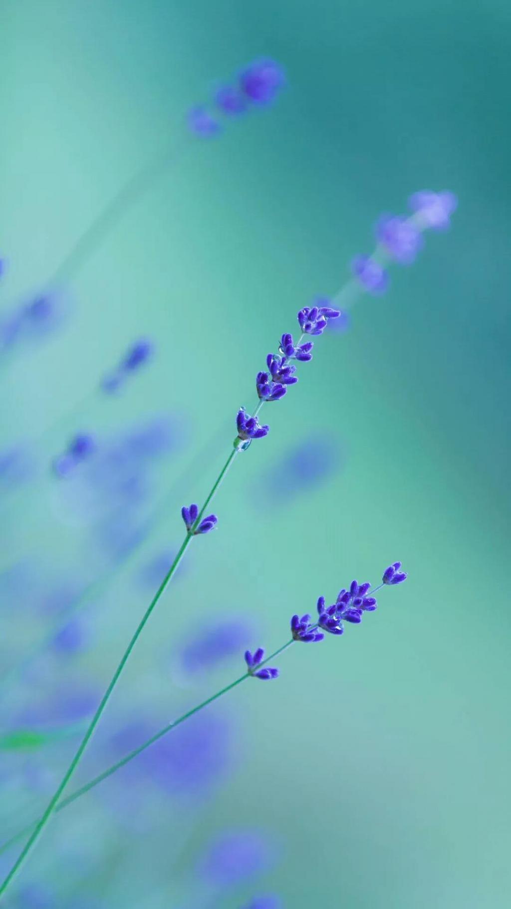 朦胧美清新花卉