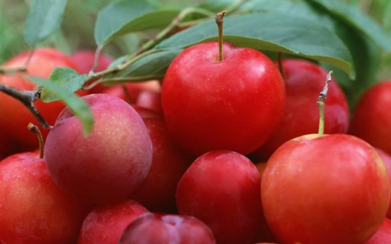 酸甜爽口的李子