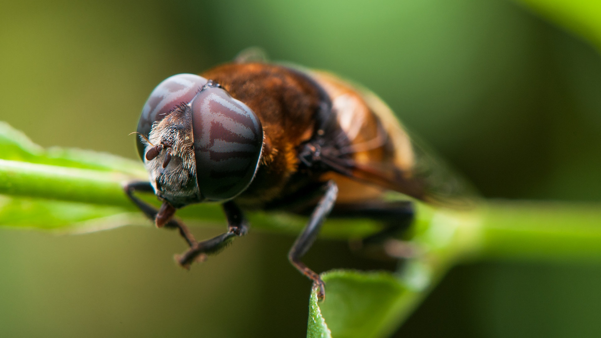 勤劳的蜜蜂高清图片