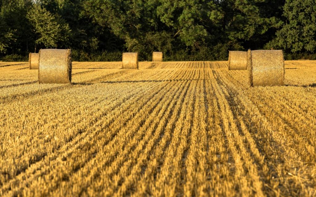 秋收麦田麦草堆