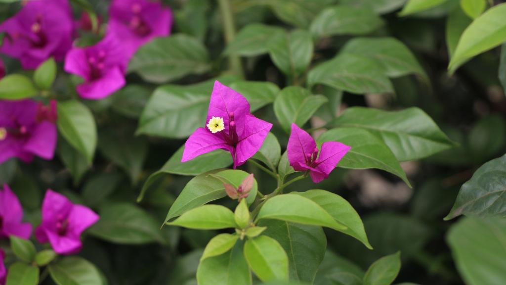 厦门市花三角梅图片