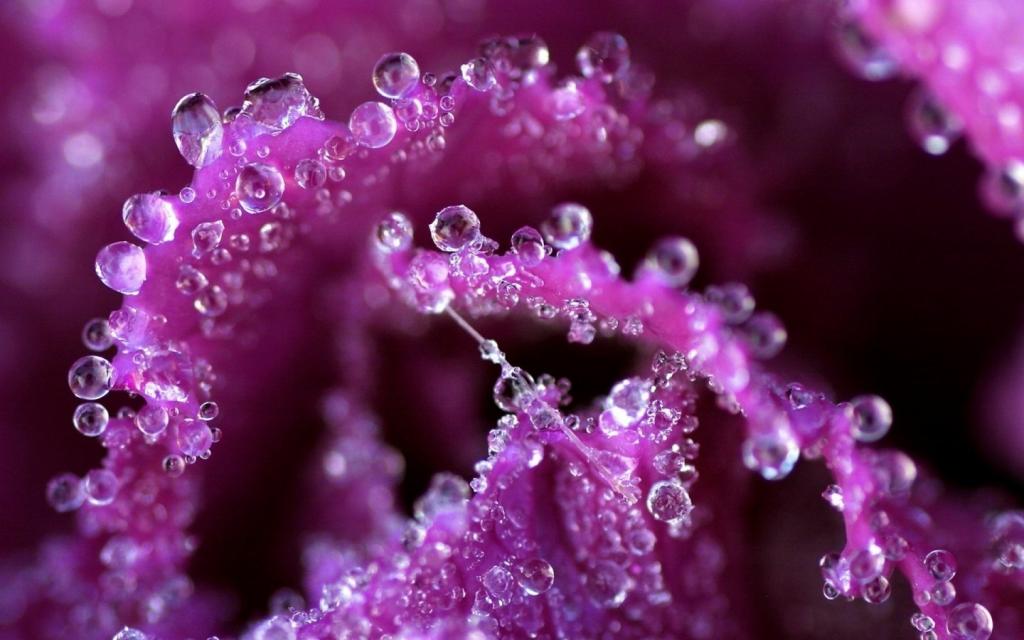 清新艳丽的花朵