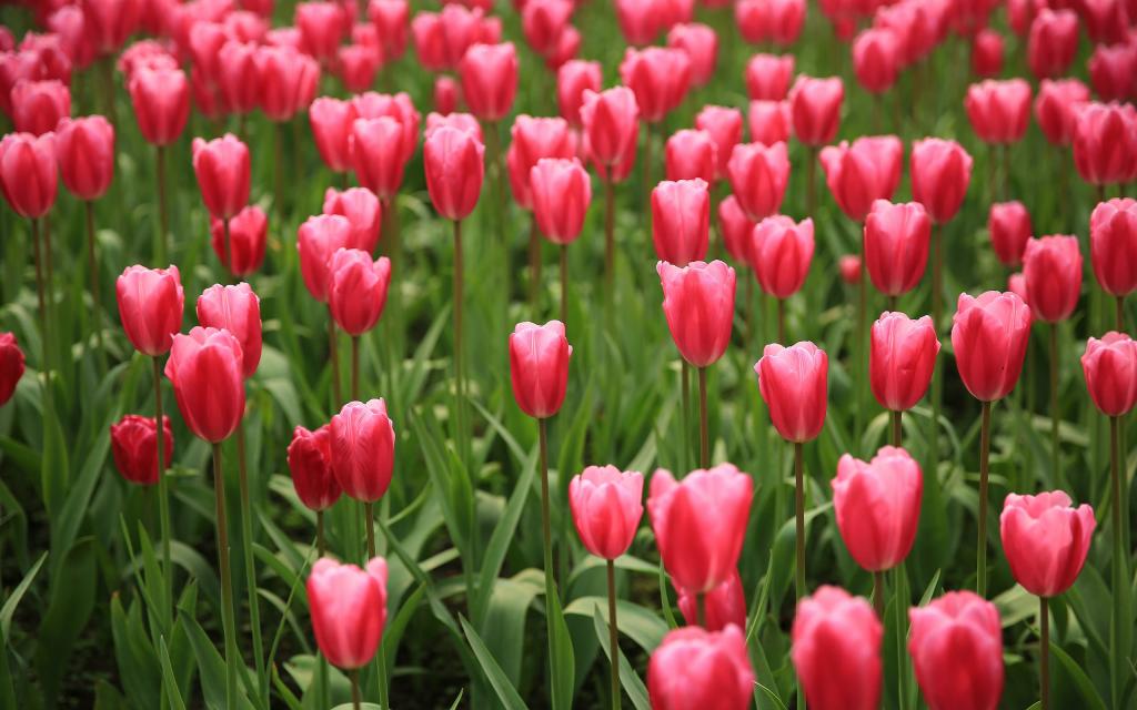 郁金香高清大图