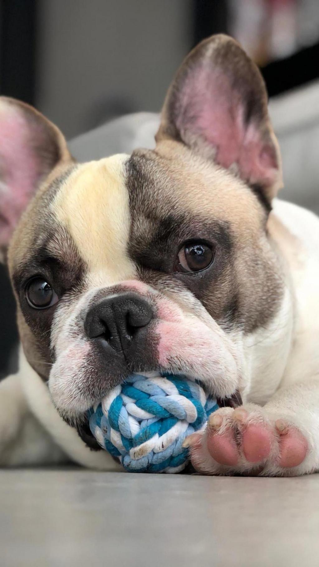 可爱活泼的法国斗牛犬