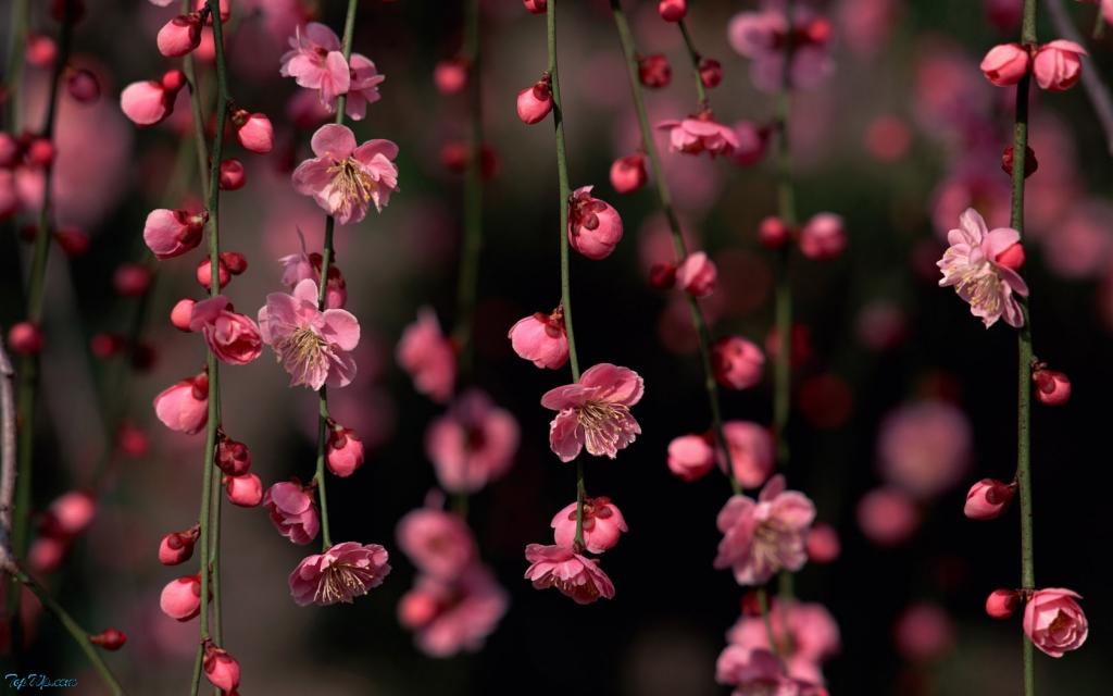 桃花烂漫