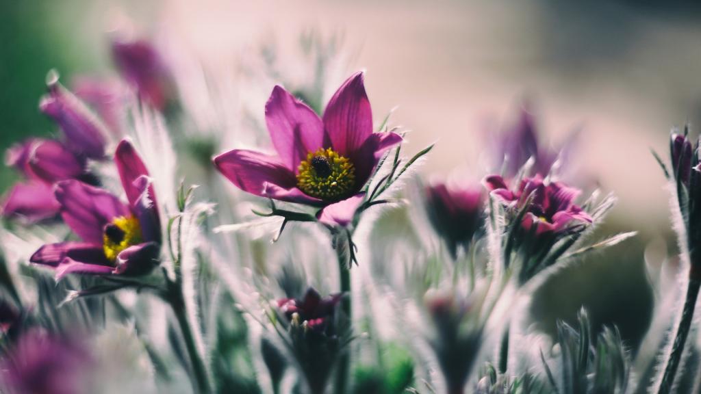 期许一场花开的绚烂