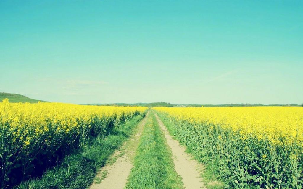 唯美小清新油菜花海