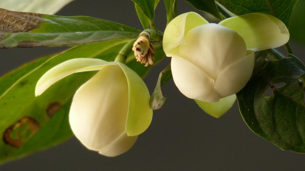 夜合花(夜香木兰)图片