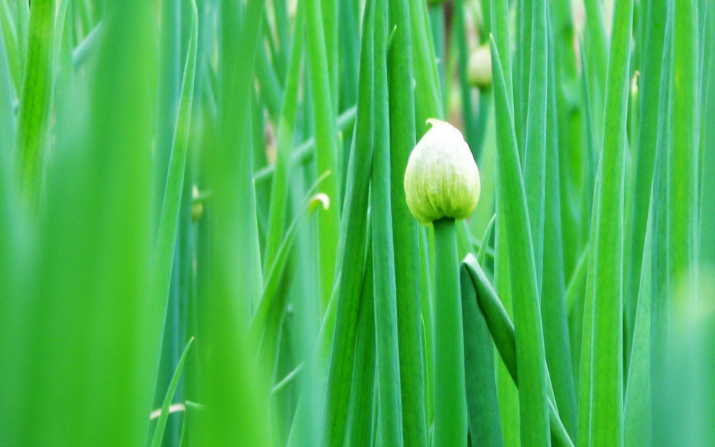 清新葱花图片