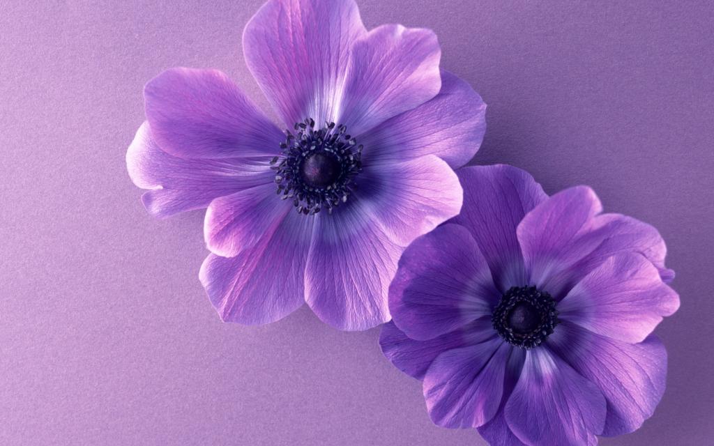 五彩缤纷的鲜花