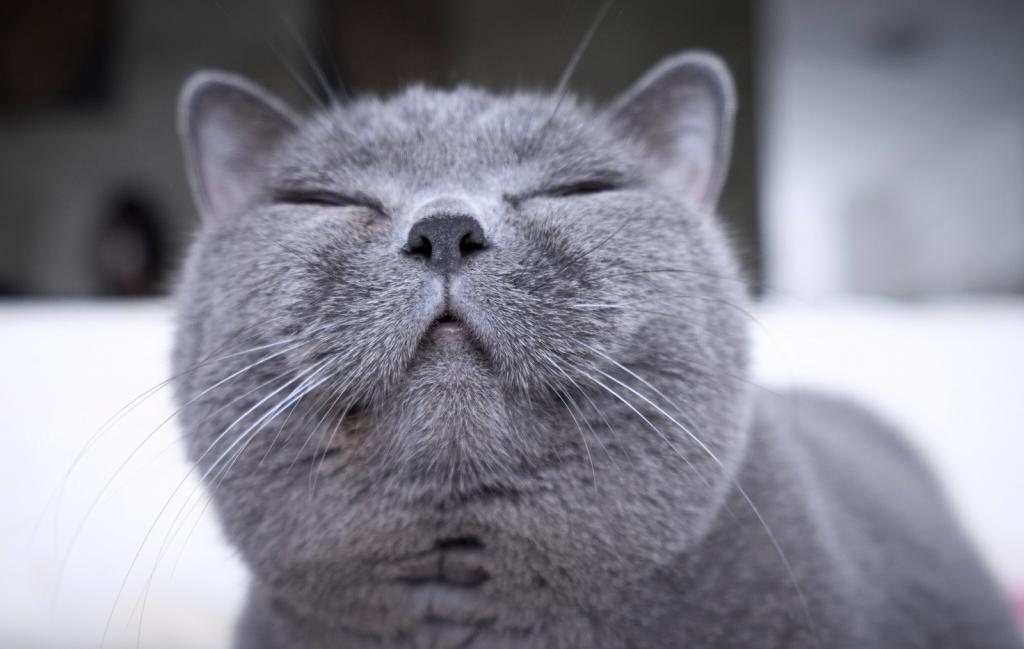 可爱又温顺的英国短毛猫