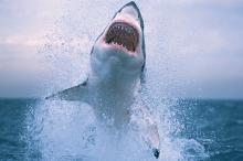 霸气的鲨鱼图片大全