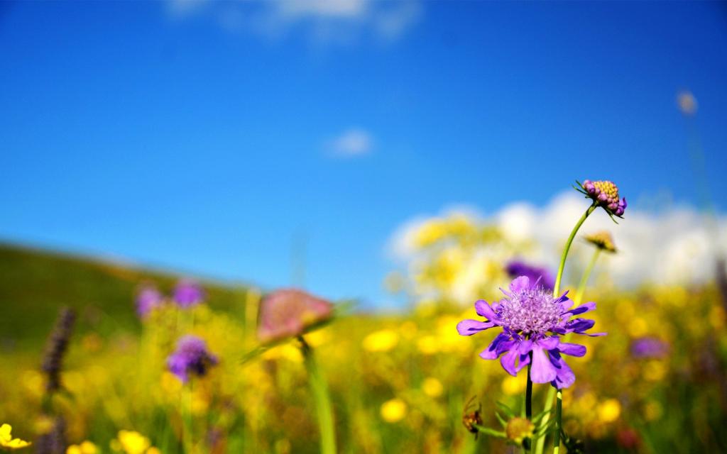 坝上草原如诗美丽风景