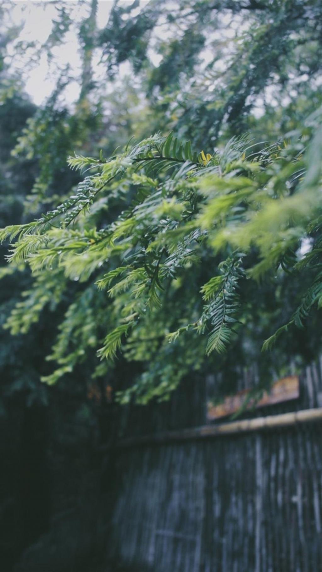 雨后翠绿养眼植物