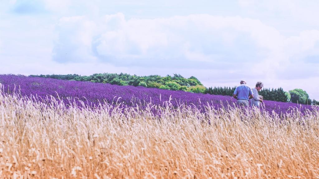 薰衣草花海