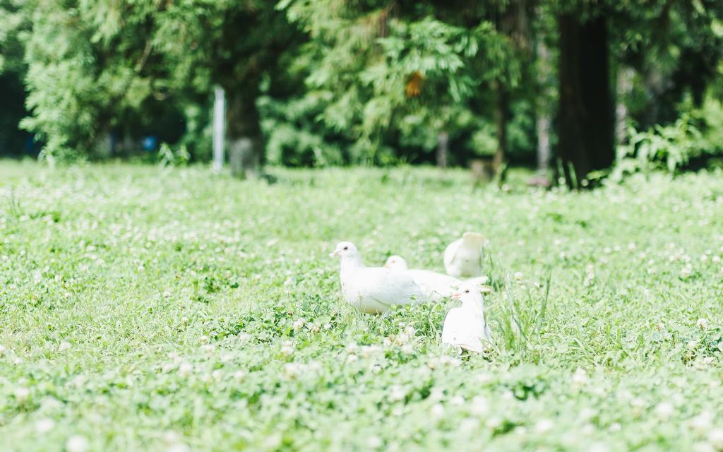 简单小清新唯美写真