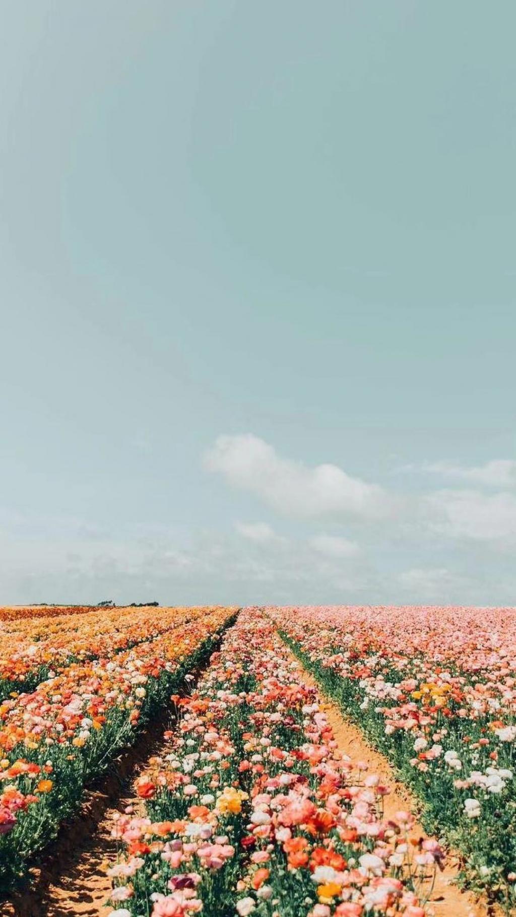 相约八月的小清新