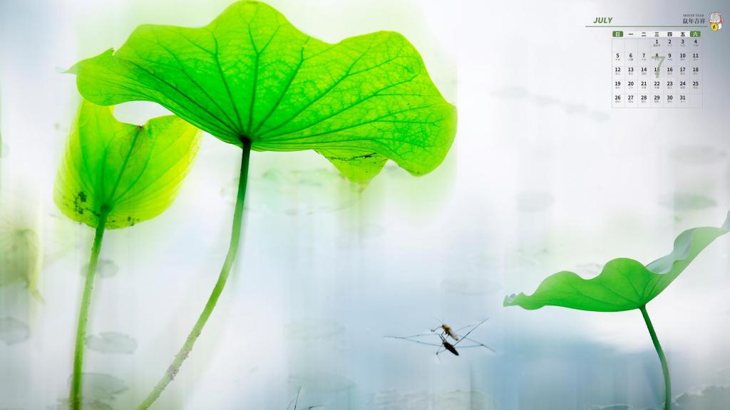 2020年7月碧翠欲滴的荷叶小清新写真日历