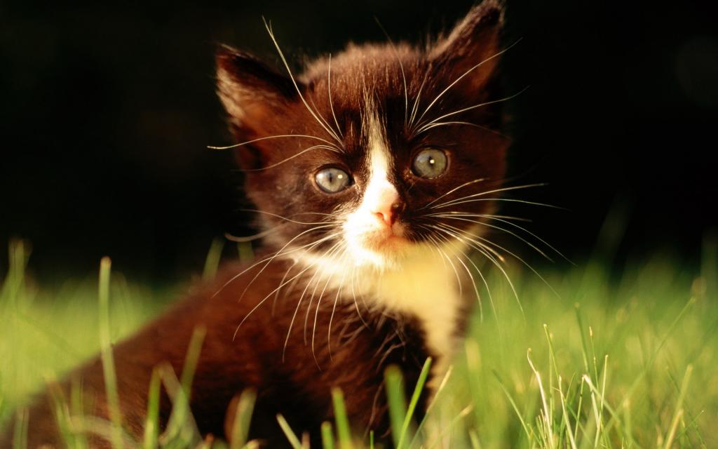 草原猫咪写真