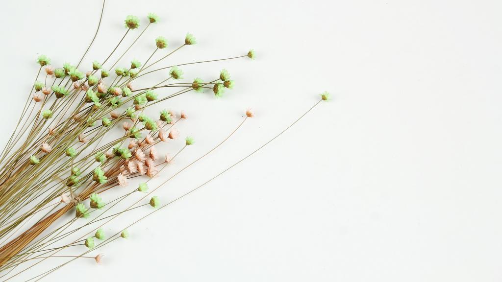 温馨的干花背景