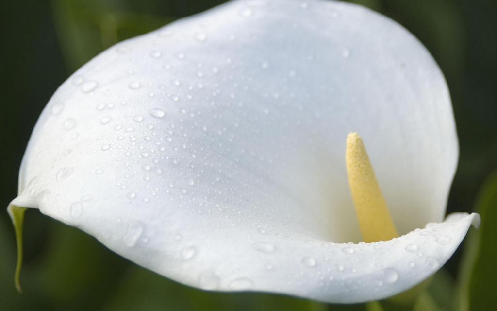 纯洁清新柔美的海芋花语