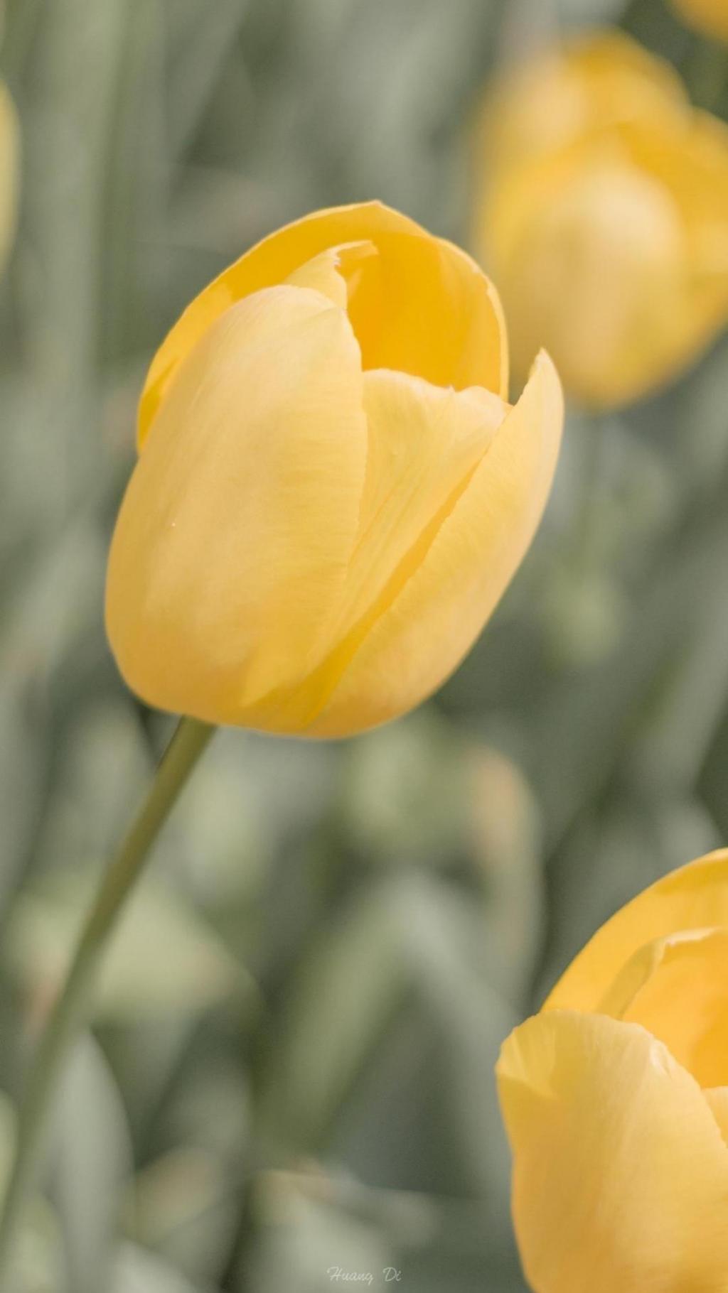 郁金香美好的花语