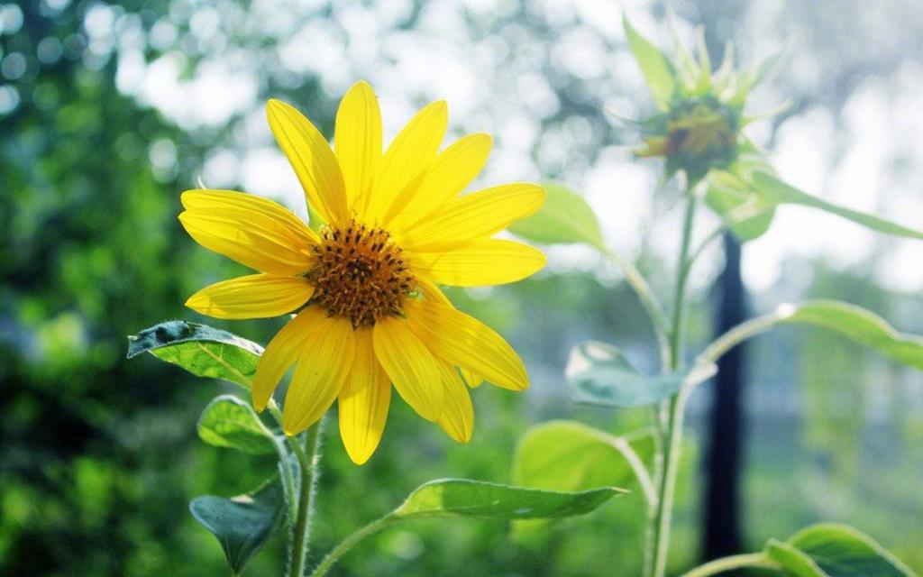 唯美向日葵风景