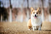 可爱的威尔士柯基犬图片