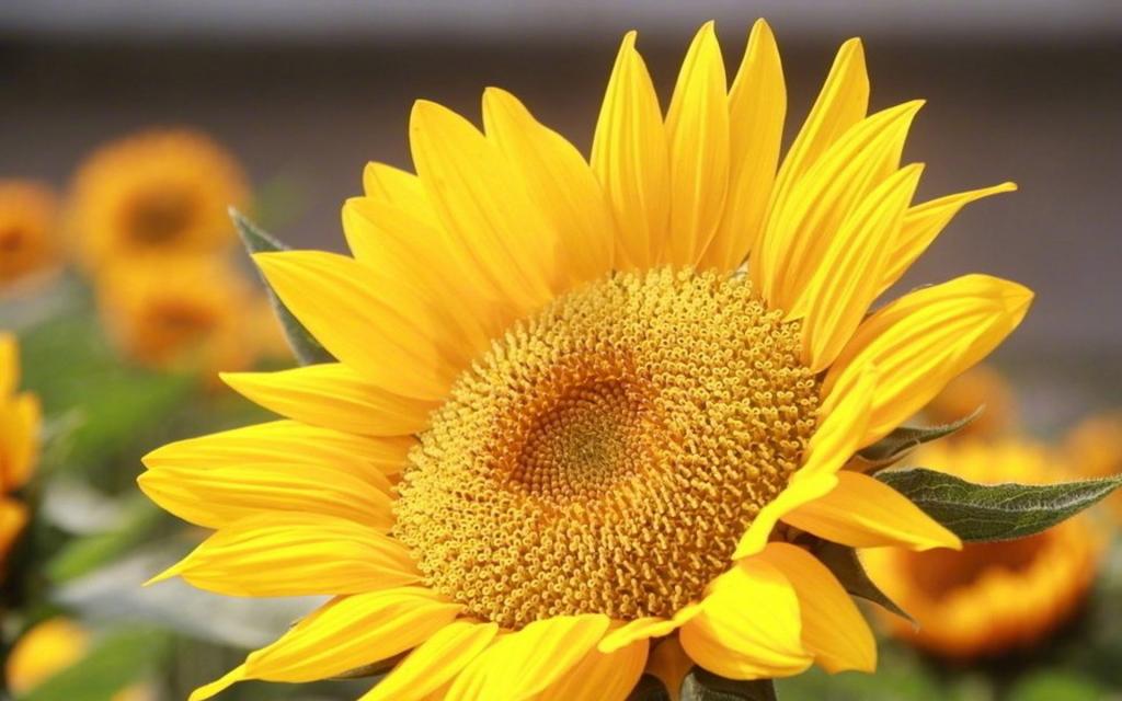 唯美向日葵风景