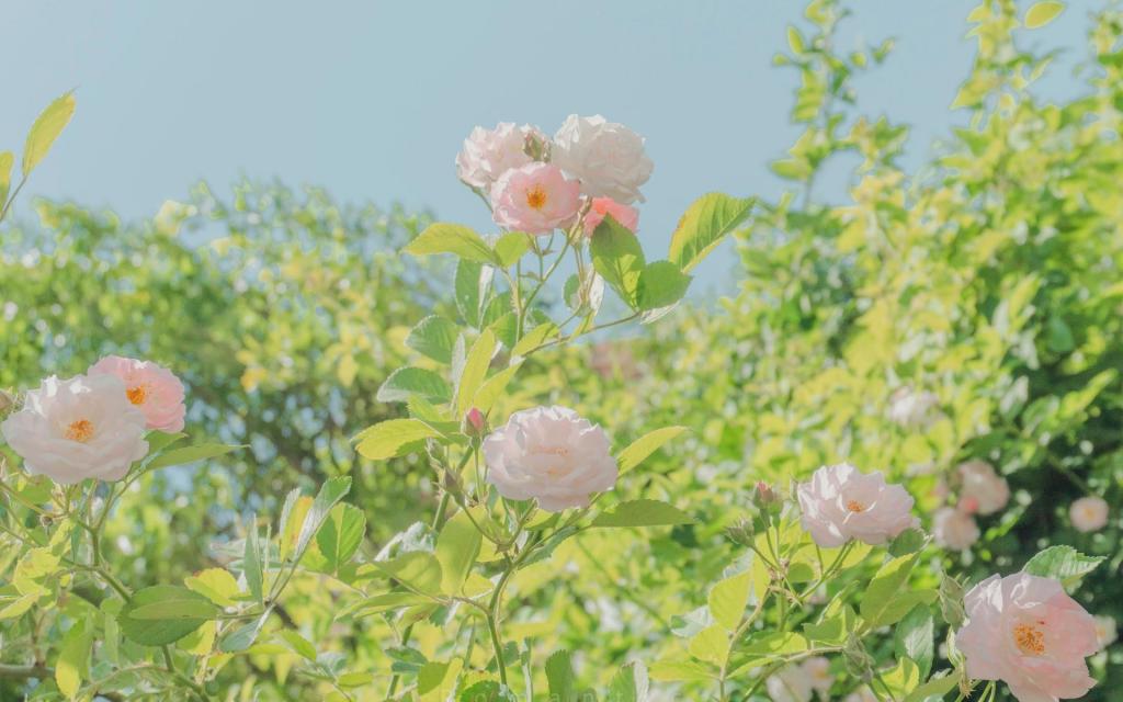 海棠花绚烂盛放清新养眼写真