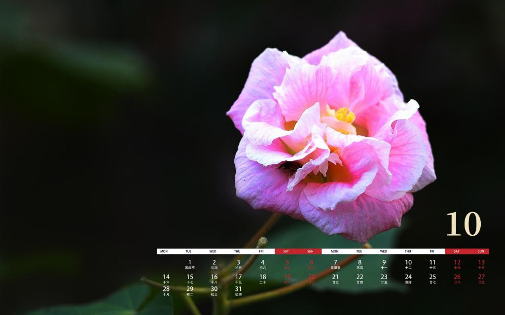 2019年10月纯洁寓意的芙蓉日历