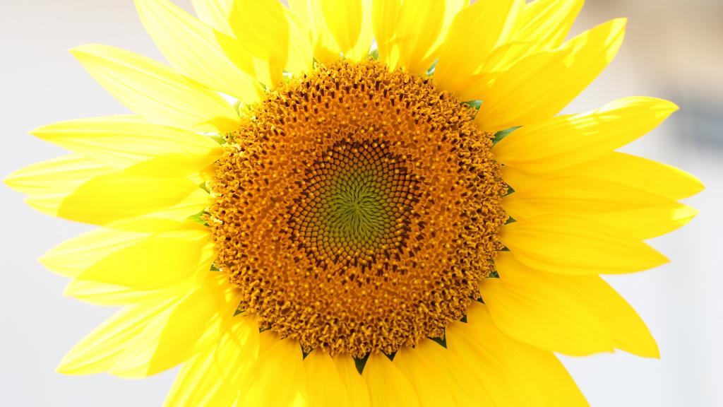 5k分辨率向日葵图片