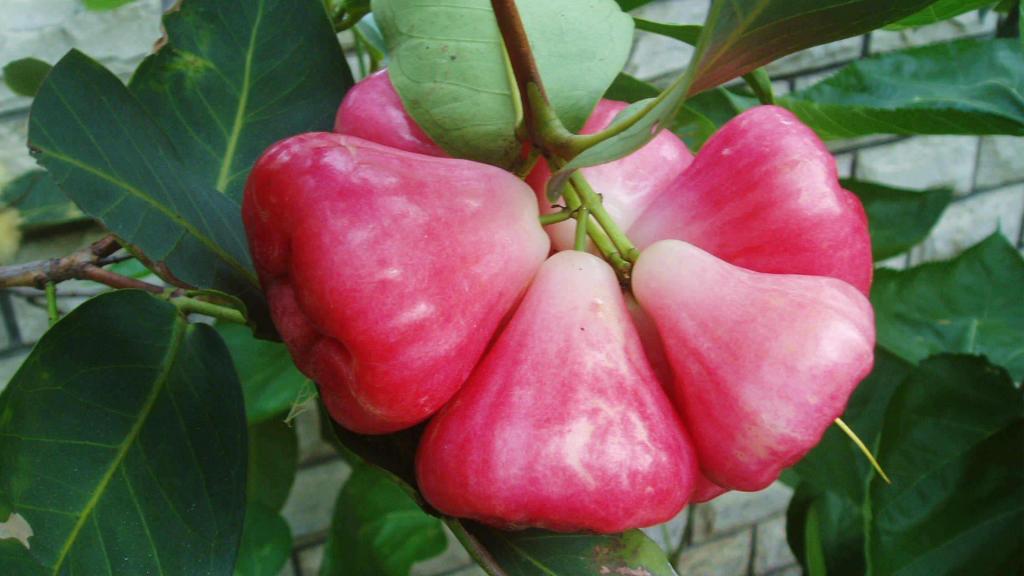 春天的水果莲雾