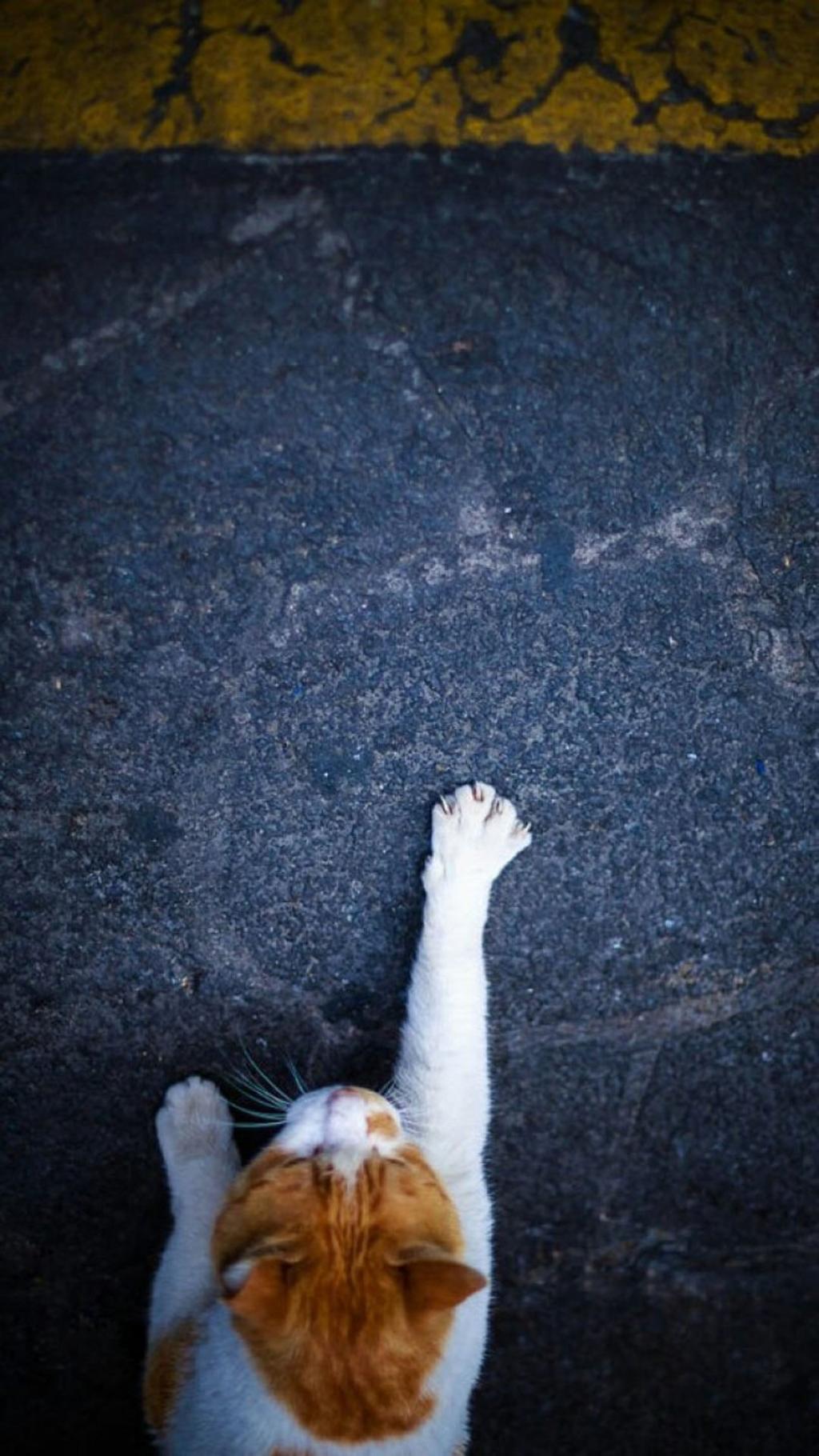 清新可爱萌宠猫咪