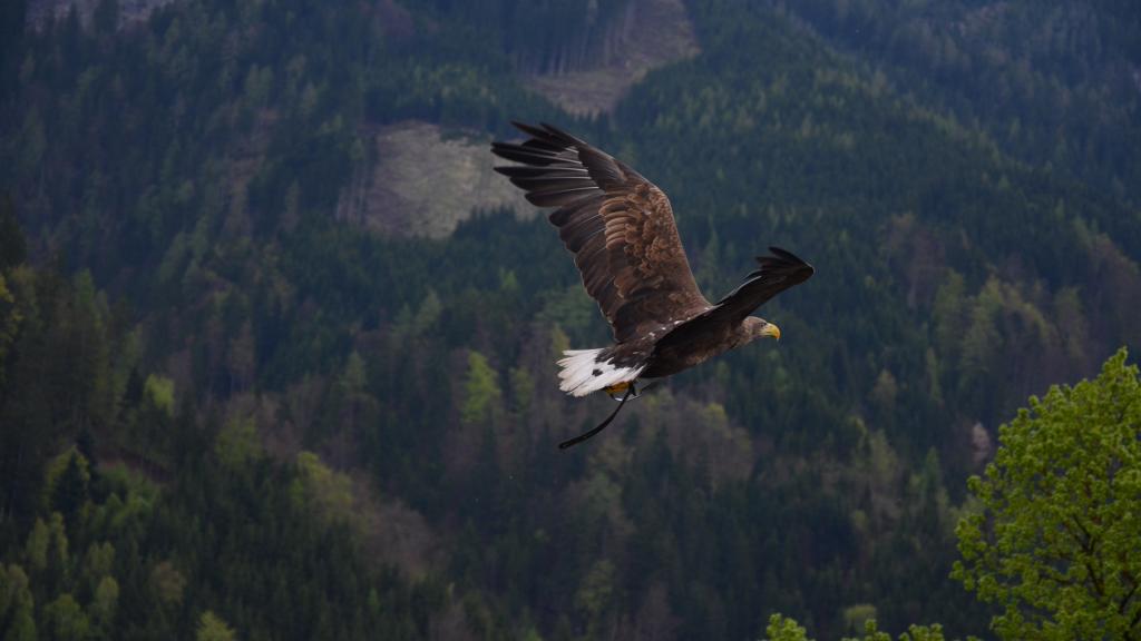 天空翱翔的老鹰